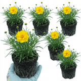 Set of 3 or 6 Coreopsis Early Sunrise Hardy Perennial Plants, Yellow Summer Flowers, Pollinator Friendly, 1 Litre Root Ball - Frankton's
