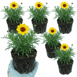Set of 3 or 6 Coreopsis Presto Hardy Perennial Plants, Golden Yellow Summer Flowering, Outdoor Garden Ready, 1 Litre Root Ball - Frankton's