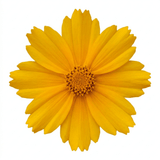 Set of 3 or 6 Coreopsis Presto Hardy Perennial Plants, Golden Yellow Summer Flowering, Outdoor Garden Ready, 1 Litre Root Ball - Frankton's