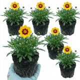 Set of 3 or 6 Coreopsis Sunfire Hardy Perennial Plants, Garden Ready, Bee Friendly, Summer Flowering, 1 Litre Root Ball - Frankton's