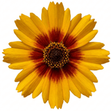 Set of 3 or 6 Coreopsis Sunfire Hardy Perennial Plants, Garden Ready, Bee Friendly, Summer Flowering, 1 Litre Root Ball - Frankton's