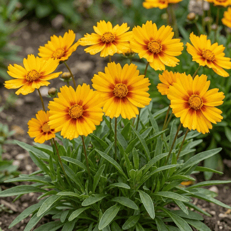 Set of 3 or 6 Coreopsis Uptick Gold Bronze Hardy Perennial Plants, Bee Friendly Summer Flowering, 1 Litre Root Ball - Frankton's