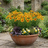Set of 3 or 6 Coreopsis Uptick Gold Bronze Hardy Perennial Plants, Bee Friendly Summer Flowering, 1 Litre Root Ball - Frankton's