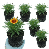 Set of 3 or 6 Coreopsis Uptick Gold Bronze Hardy Perennial Plants, Bee Friendly Summer Flowering, 1 Litre Root Ball - Frankton's