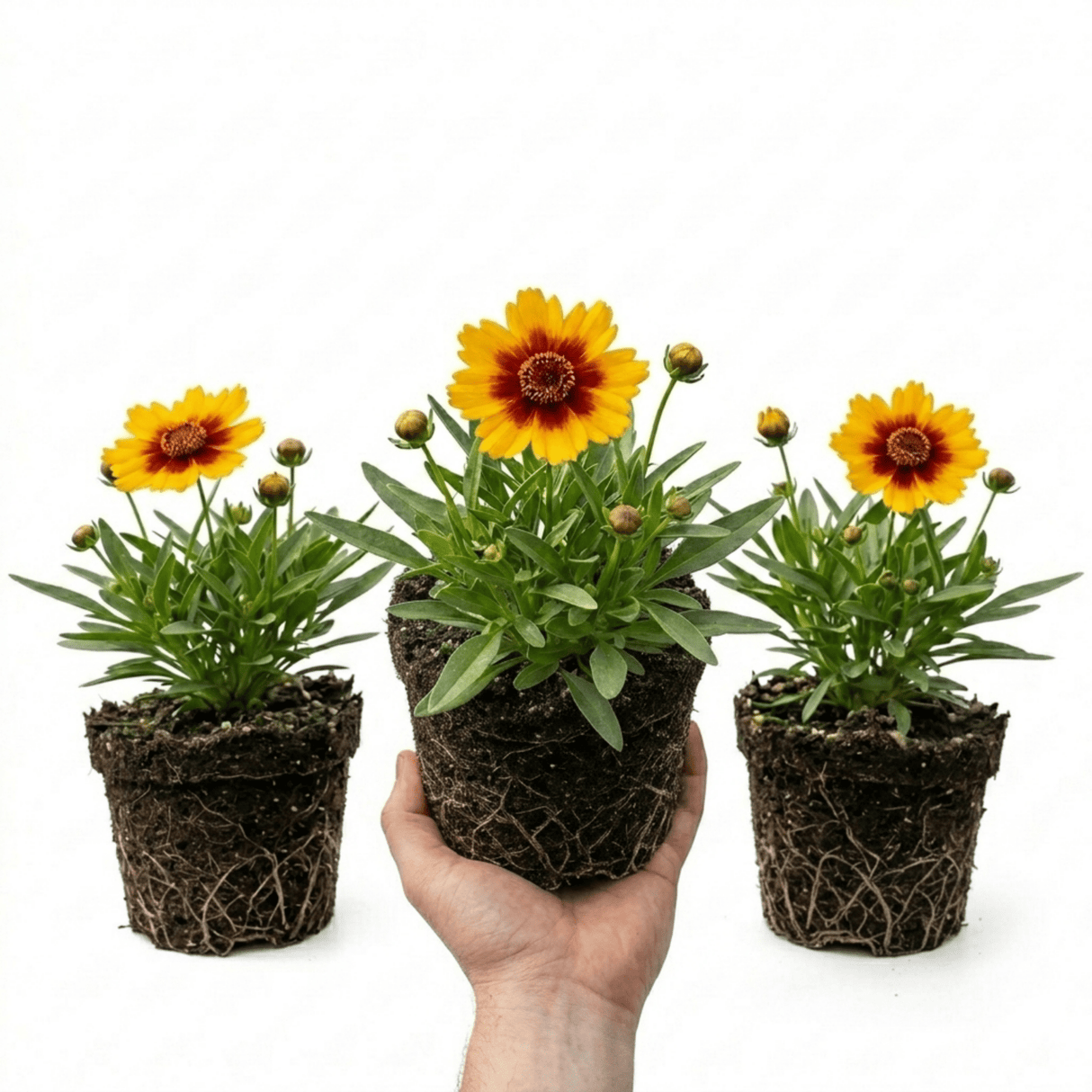 Set of 3 or 6 Coreopsis Uptick Gold Bronze Hardy Perennial Plants, Bee Friendly Summer Flowering, 1 Litre Root Ball - Frankton's