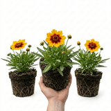 Set of 3 or 6 Coreopsis Uptick Gold Bronze Hardy Perennial Plants, Bee Friendly Summer Flowering, 1 Litre Root Ball - Frankton's