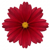 Set of 3 or 6 Coreopsis Uptick Red Hardy Perennial Plants, Bee Friendly Summer Flowering Tickseed, 1 Litre Root Ball - Frankton's