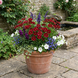Set of 3 or 6 Coreopsis Uptick Red Hardy Perennial Plants, Bee Friendly Summer Flowering Tickseed, 1 Litre Root Ball - Frankton's