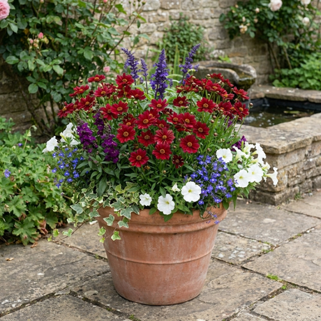 Set of 3 or 6 Coreopsis Uptick Red Hardy Perennial Plants, Bee Friendly Summer Flowering Tickseed, 1 Litre Root Ball - Frankton's