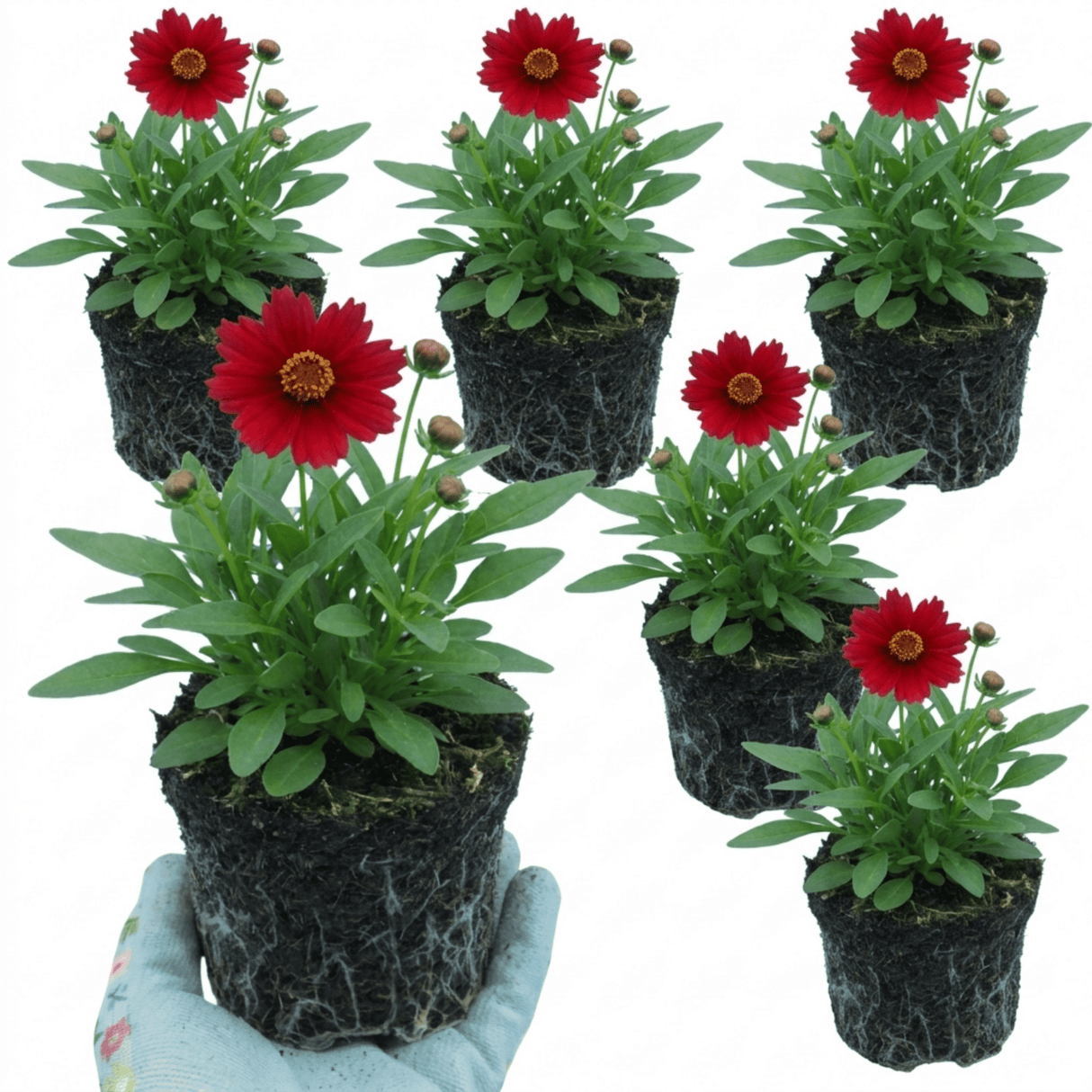 Set of 3 or 6 Coreopsis Uptick Red Hardy Perennial Plants, Bee Friendly Summer Flowering Tickseed, 1 Litre Root Ball - Frankton's