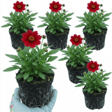 Set of 3 or 6 Coreopsis Uptick Red Hardy Perennial Plants, Bee Friendly Summer Flowering Tickseed, 1 Litre Root Ball - Frankton's