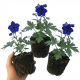 Set of 3 or 6 Delphinium Dark Blue Black Bee Tall Hardy Perennial Plants, Summer Flowering Border Plants, Outdoor Garden Ready, 1 Litre Root-Ball - Frankton's