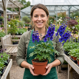 Set of 3 or 6 Delphinium Dark Blue Black Bee Tall Hardy Perennial Plants, Summer Flowering Border Plants, Outdoor Garden Ready, 1 Litre Root-Ball - Frankton's