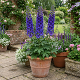 Set of 3 or 6 Delphinium Dark Blue Black Bee Tall Hardy Perennial Plants, Summer Flowering Border Plants, Outdoor Garden Ready, 1 Litre Root-Ball - Frankton's