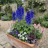 Set of 3 or 6 Delphinium Dark Blue Black Bee Tall Hardy Perennial Plants, Summer Flowering Border Plants, Outdoor Garden Ready, 1 Litre Root-Ball - Frankton's