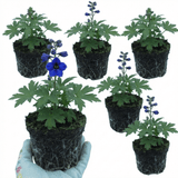 Set of 3 or 6 Delphinium Dark Blue Black Bee Tall Hardy Perennial Plants, Summer Flowering Border Plants, Outdoor Garden Ready, 1 Litre Root-Ball - Frankton's