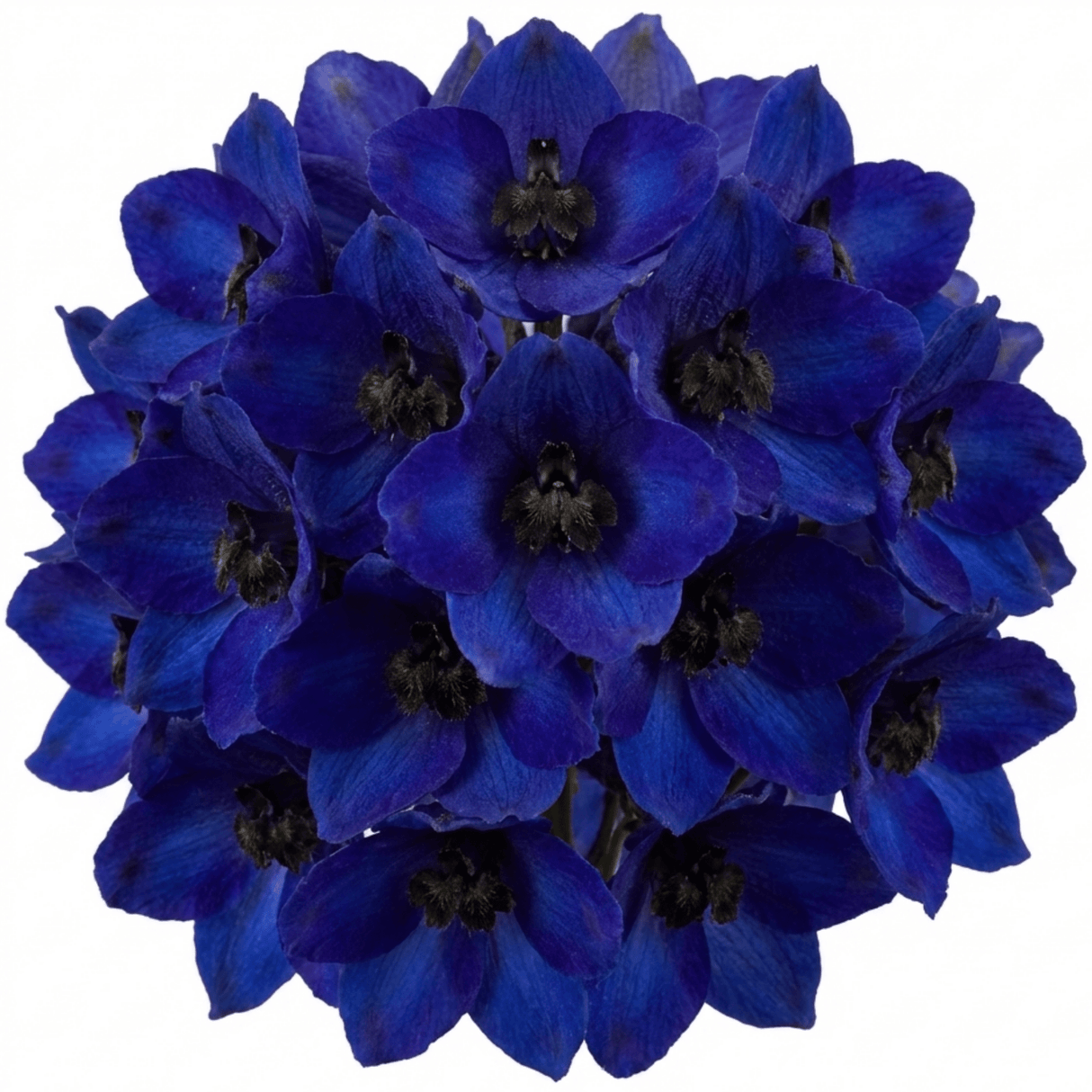 Set of 3 or 6 Delphinium Dark Blue Black Bee Tall Hardy Perennial Plants, Summer Flowering Border Plants, Outdoor Garden Ready, 1 Litre Root-Ball - Frankton's
