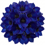 Set of 3 or 6 Delphinium Dark Blue Black Bee Tall Hardy Perennial Plants, Summer Flowering Border Plants, Outdoor Garden Ready, 1 Litre Root-Ball - Frankton's