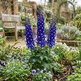 Set of 3 or 6 Delphinium Dark Blue White Bee Hardy Perennial Plants, Tall Cottage Garden Flowers, Outdoor Garden Ready, 1 Litre Root-Ball - Frankton's