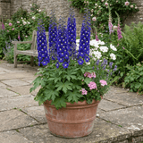 Set of 3 or 6 Delphinium Dark Blue White Bee Hardy Perennial Plants, Tall Cottage Garden Flowers, Outdoor Garden Ready, 1 Litre Root-Ball - Frankton's