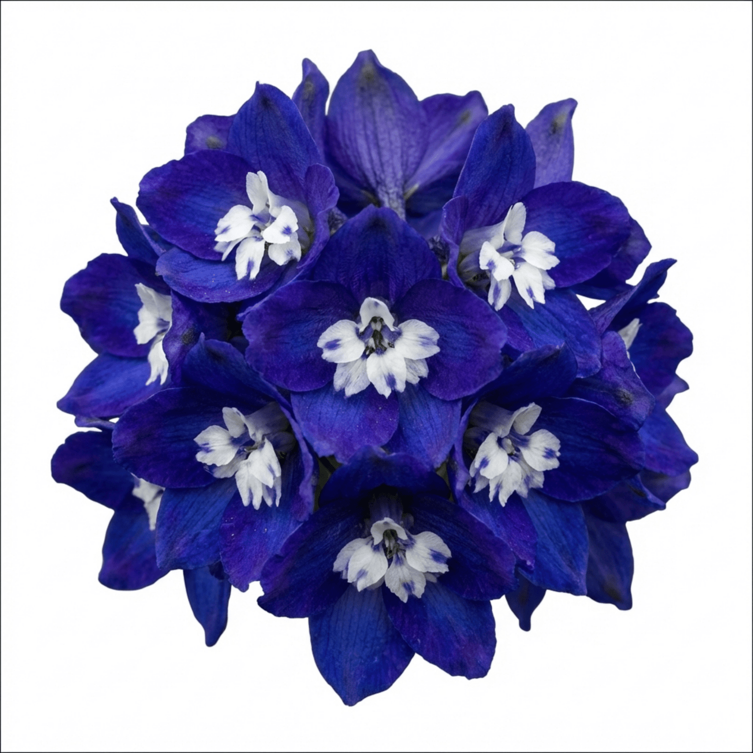 Set of 3 or 6 Delphinium Dark Blue White Bee Hardy Perennial Plants, Tall Cottage Garden Flowers, Outdoor Garden Ready, 1 Litre Root-Ball - Frankton's