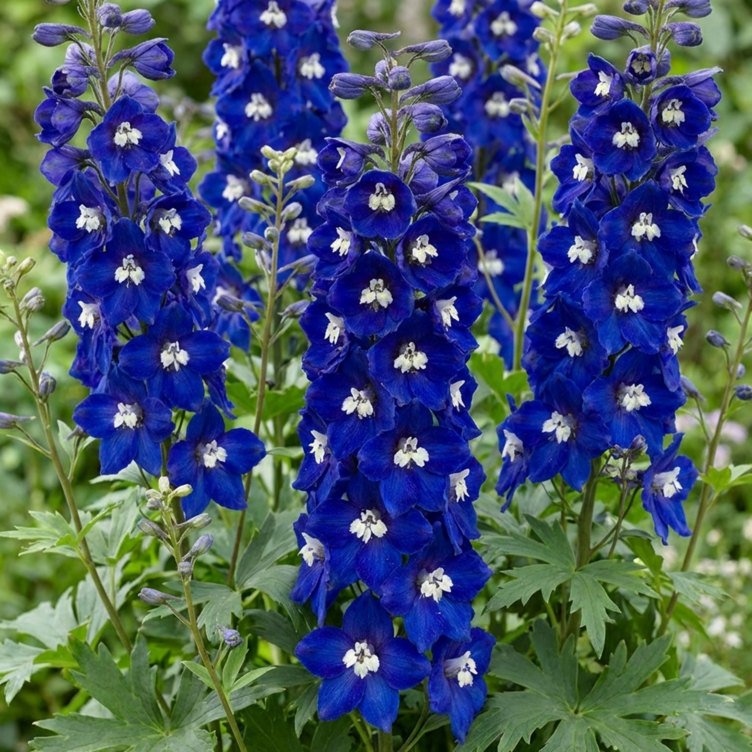 Set of 3 or 6 Delphinium Dark Blue White Bee Hardy Perennial Plants, Tall Cottage Garden Flowers, Outdoor Garden Ready, 1 Litre Root-Ball - Frankton's