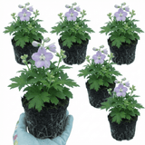 Set of 3 or 6 Delphinium Lilac Rose White Bee Hardy Perennial Plants, Summer Flowering Cottage Garden Plants, Outdoor Garden Ready, 1 Litre / 11cm Root-Ball - Frankton's