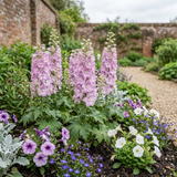 Set of 3 or 6 Delphinium Lilac Rose White Bee Hardy Perennial Plants, Summer Flowering Cottage Garden Plants, Outdoor Garden Ready, 1 Litre / 11cm Root-Ball - Frankton's