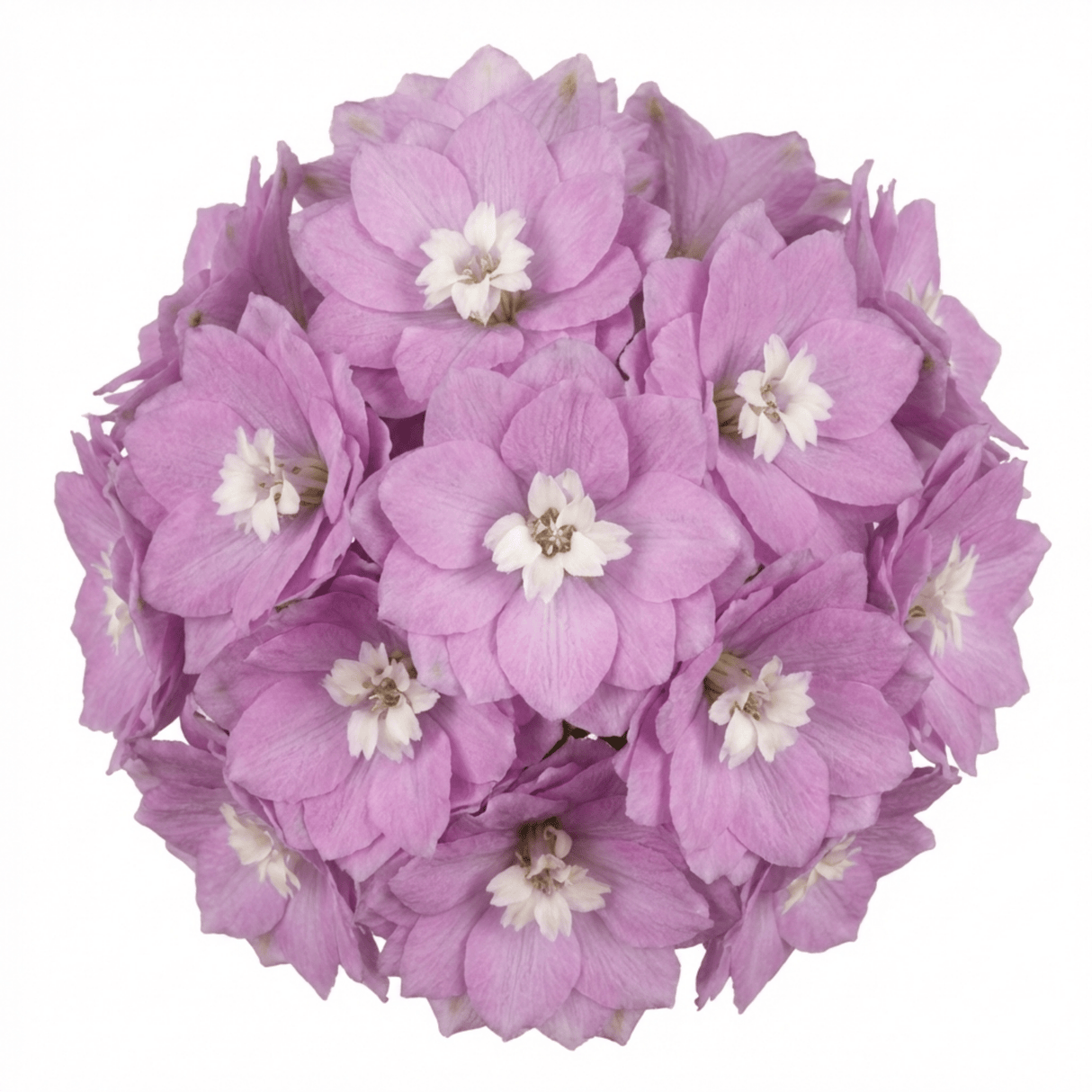 Set of 3 or 6 Delphinium Lilac Rose White Bee Hardy Perennial Plants, Summer Flowering Cottage Garden Plants, Outdoor Garden Ready, 1 Litre / 11cm Root-Ball - Frankton's
