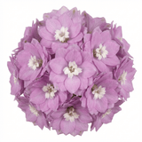 Set of 3 or 6 Delphinium Lilac Rose White Bee Hardy Perennial Plants, Summer Flowering Cottage Garden Plants, Outdoor Garden Ready, 1 Litre / 11cm Root-Ball - Frankton's