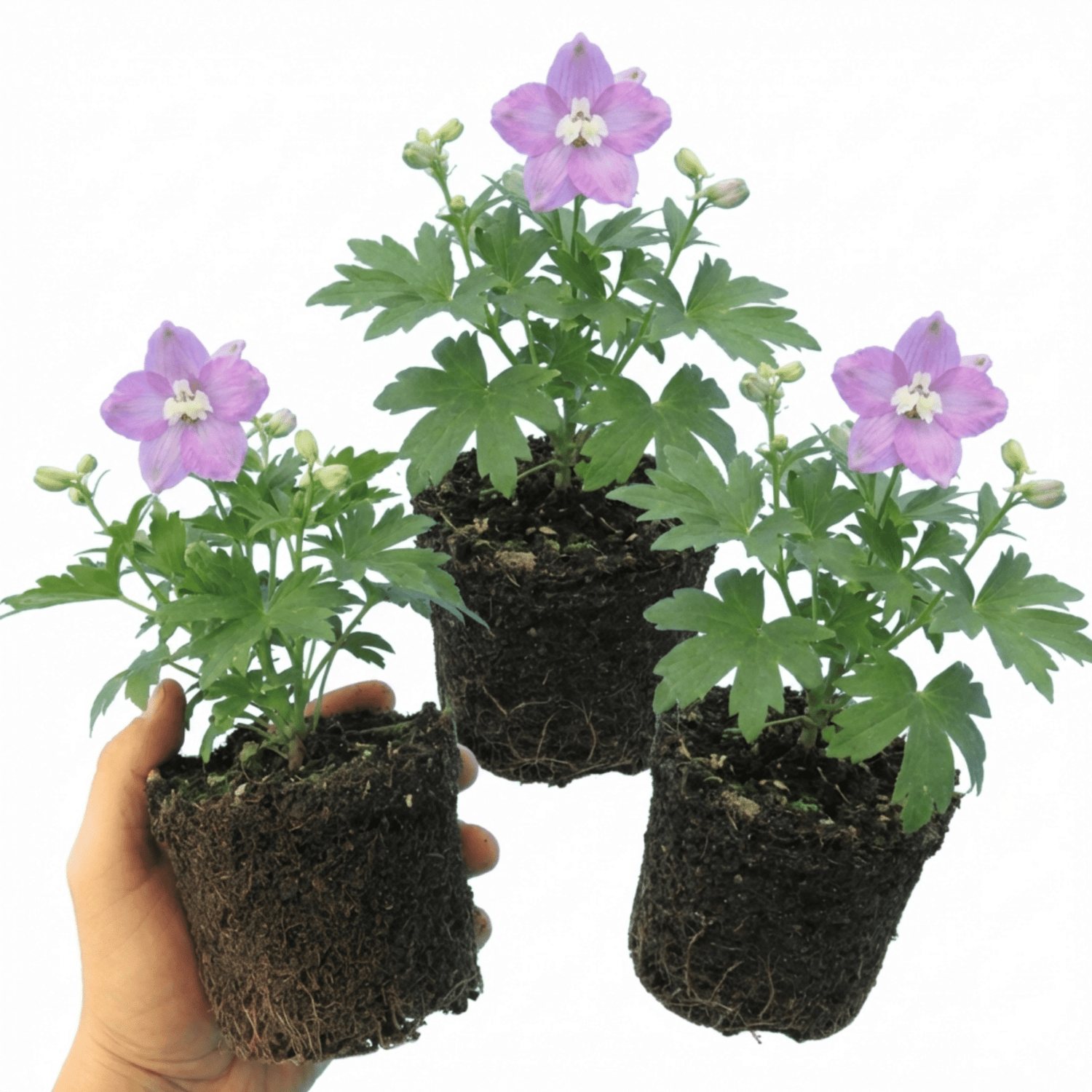Set of 3 or 6 Delphinium Lilac Rose White Bee Hardy Perennial Plants, Summer Flowering Cottage Garden Plants, Outdoor Garden Ready, 1 Litre / 11cm Root-Ball - Frankton's
