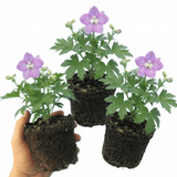 Set of 3 or 6 Delphinium Lilac Rose White Bee Hardy Perennial Plants, Summer Flowering Cottage Garden Plants, Outdoor Garden Ready, 1 Litre / 11cm Root-Ball - Frankton's