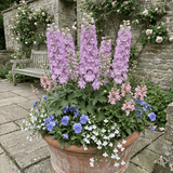 Set of 3 or 6 Delphinium Lilac Rose White Bee Hardy Perennial Plants, Summer Flowering Cottage Garden Plants, Outdoor Garden Ready, 1 Litre / 11cm Root-Ball - Frankton's