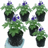 Set of 3 or 6 Delphinium Pacific Giants Black Knight Hardy Perennial Plants, Tall Cottage Garden Flowers, Outdoor Garden Ready, 1 Litre Root-Ball - Frankton's
