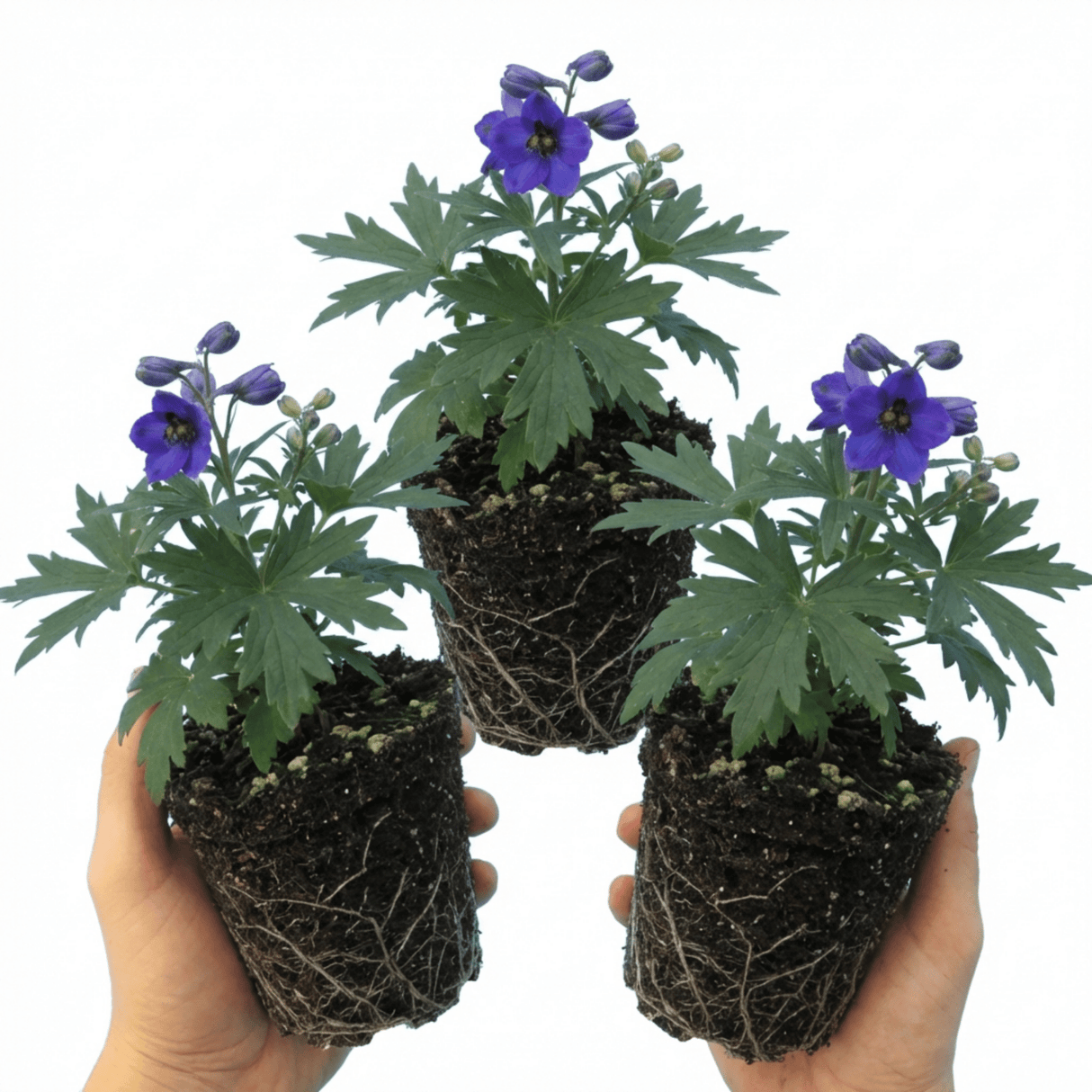 Set of 3 or 6 Delphinium Pacific Giants Black Knight Hardy Perennial Plants, Tall Cottage Garden Flowers, Outdoor Garden Ready, 1 Litre Root-Ball - Frankton's