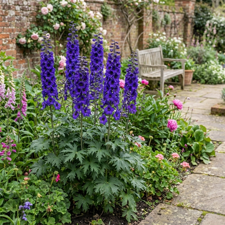 Set of 3 or 6 Delphinium Pacific Giants Black Knight Hardy Perennial Plants, Tall Cottage Garden Flowers, Outdoor Garden Ready, 1 Litre Root-Ball - Frankton's