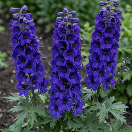 Set of 3 or 6 Delphinium Pacific Giants Black Knight Hardy Perennial Plants, Tall Cottage Garden Flowers, Outdoor Garden Ready, 1 Litre Root-Ball - Frankton's