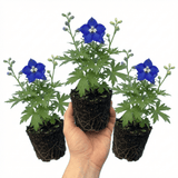 Set of 3 or 6 Delphinium Pacific Giants Blue Bird Hardy Perennial Plants, Tall Cottage Garden Flowers, Outdoor Garden Ready, 1 Litre Root-Ball - Frankton's