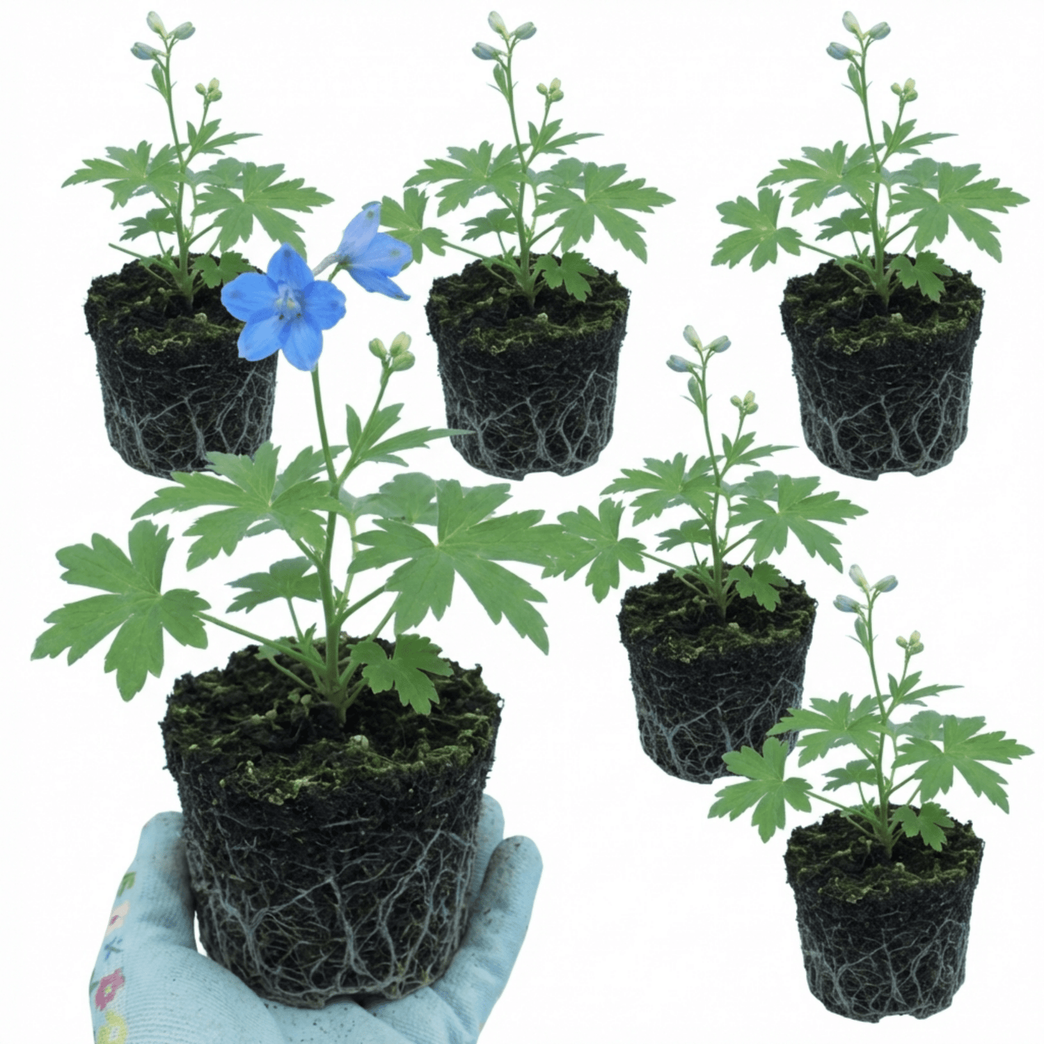 Set of 3 or 6 Delphinium Pacific Giants Blue Bird Hardy Perennial Plants, Tall Cottage Garden Flowers, Outdoor Garden Ready, 1 Litre Root-Ball - Frankton's