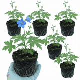 Set of 3 or 6 Delphinium Pacific Giants Blue Bird Hardy Perennial Plants, Tall Cottage Garden Flowers, Outdoor Garden Ready, 1 Litre Root-Ball - Frankton's