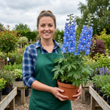 Set of 3 or 6 Delphinium Pacific Giants Blue Bird Hardy Perennial Plants, Tall Cottage Garden Flowers, Outdoor Garden Ready, 1 Litre Root-Ball - Frankton's