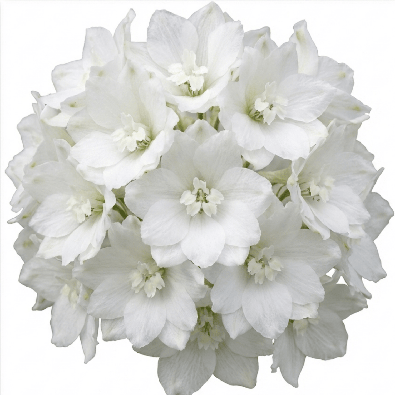 Set of 3 or 6 Delphinium Pacific Giants Galahad Hardy Perennial Plants, Tall Cottage Garden Flowers, Outdoor Garden Ready, 1 Litre Root-Ball - Frankton's