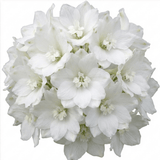 Set of 3 or 6 Delphinium Pacific Giants Galahad Hardy Perennial Plants, Tall Cottage Garden Flowers, Outdoor Garden Ready, 1 Litre Root-Ball - Frankton's
