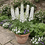 Set of 3 or 6 Delphinium Pacific Giants Galahad Hardy Perennial Plants, Tall Cottage Garden Flowers, Outdoor Garden Ready, 1 Litre Root-Ball - Frankton's