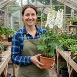 Set of 3 or 6 Delphinium Pacific Giants Galahad Hardy Perennial Plants, Tall Cottage Garden Flowers, Outdoor Garden Ready, 1 Litre Root-Ball - Frankton's
