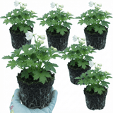 Set of 3 or 6 Delphinium Pacific Giants Galahad Hardy Perennial Plants, Tall Cottage Garden Flowers, Outdoor Garden Ready, 1 Litre Root-Ball - Frankton's