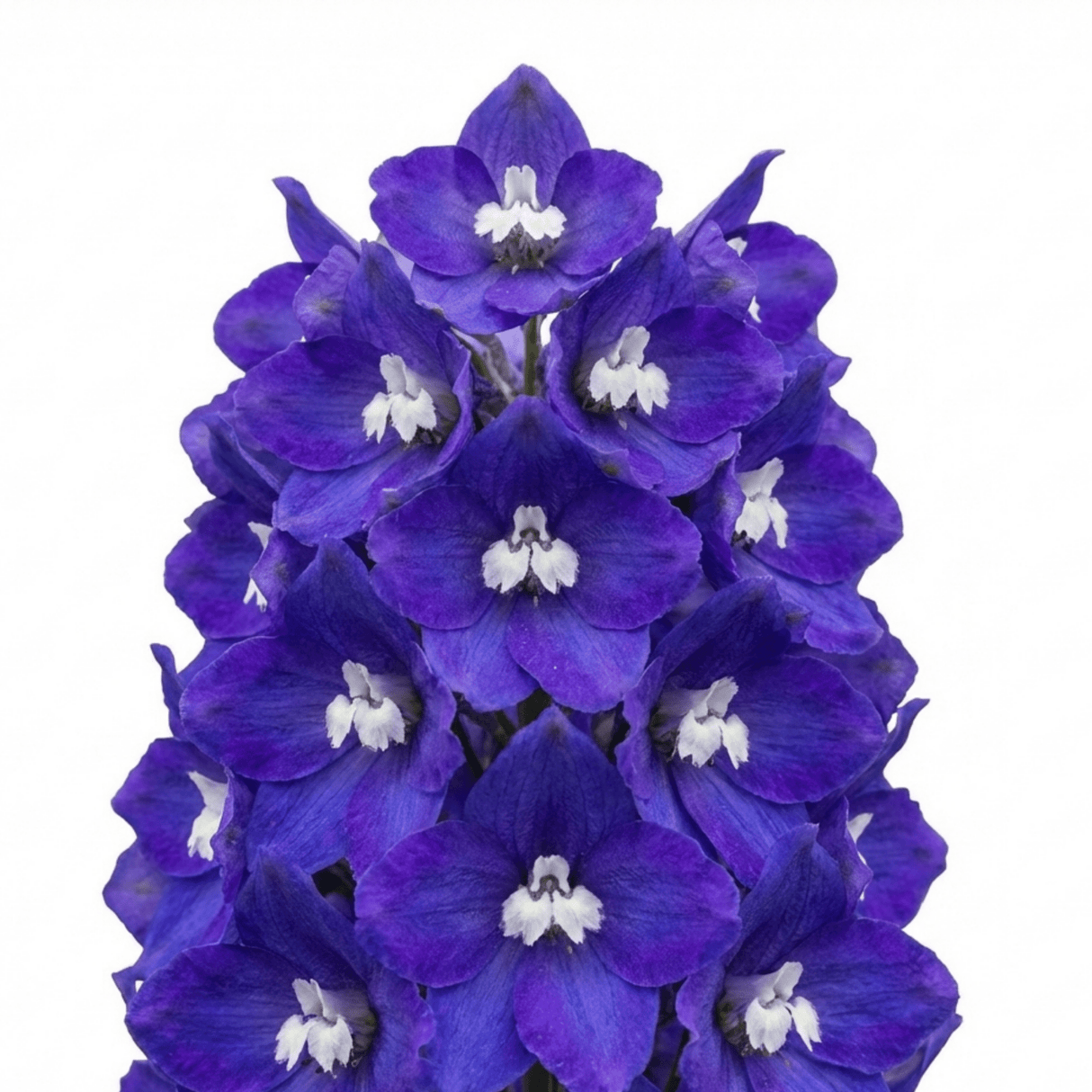 Set of 3 or 6 Delphinium Pacific Giants King Arthur Hardy Perennial Plants, Tall Cottage Garden Flowers, Outdoor Garden Ready, 1 Litre Root-Ball - Frankton's