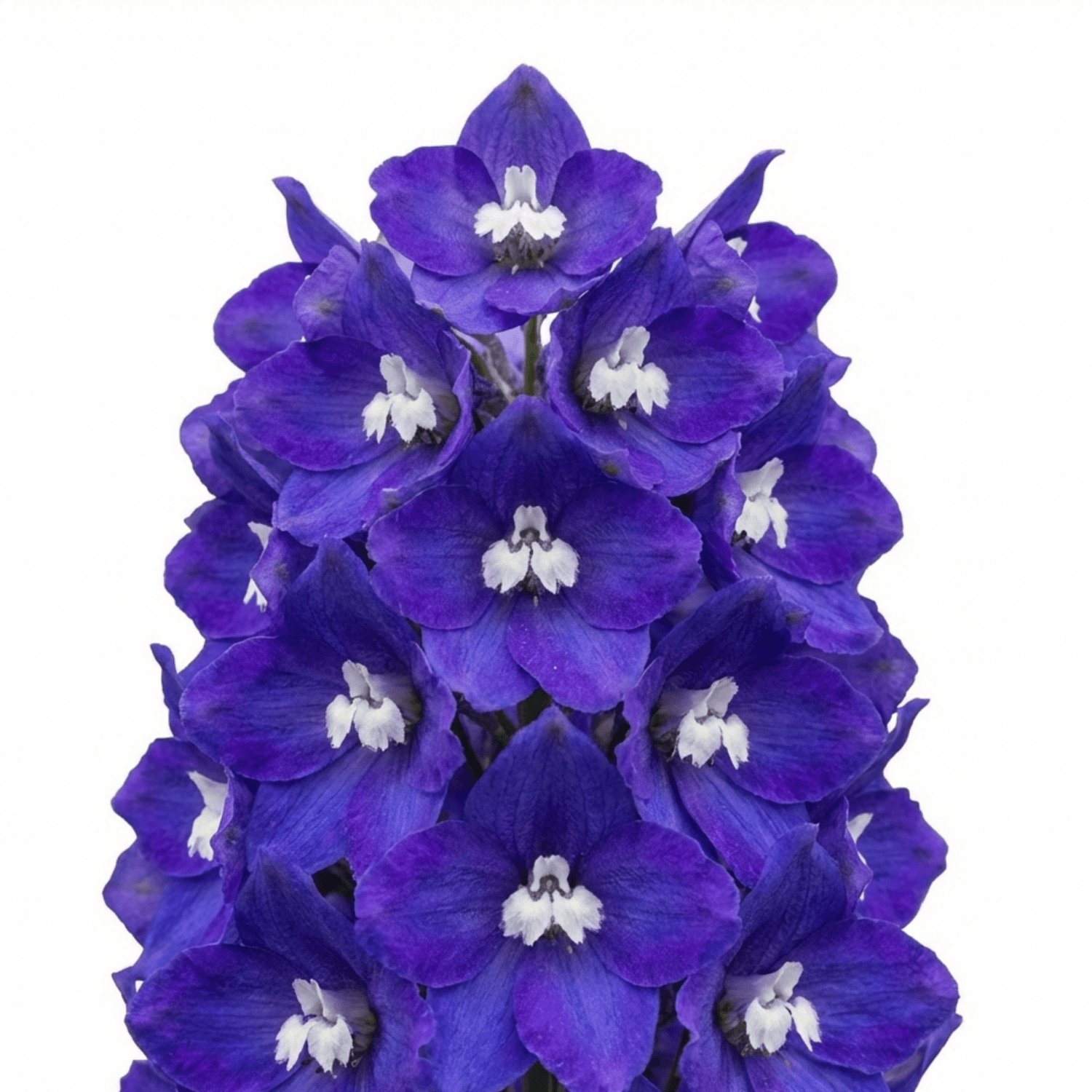 Set of 3 or 6 Delphinium Pacific Giants King Arthur Hardy Perennial Plants, Tall Cottage Garden Flowers, Outdoor Garden Ready, 1 Litre Root-Ball - Frankton's