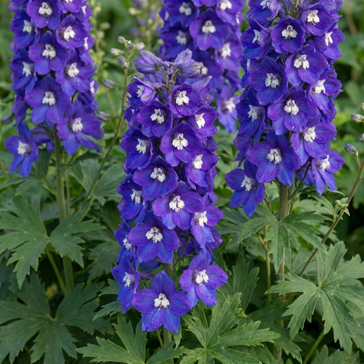 Set of 3 or 6 Delphinium Pacific Giants King Arthur Hardy Perennial Plants, Tall Cottage Garden Flowers, Outdoor Garden Ready, 1 Litre Root-Ball - Frankton's