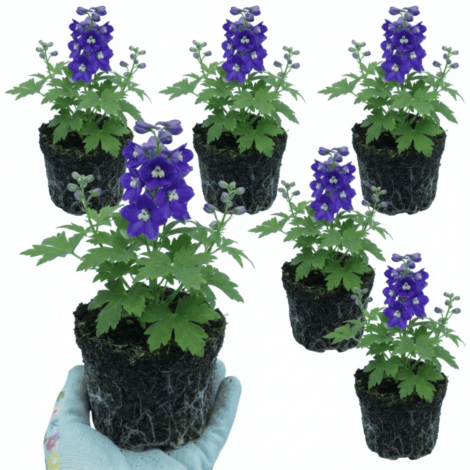 Set of 3 or 6 Delphinium Pacific Giants King Arthur Hardy Perennial Plants, Tall Cottage Garden Flowers, Outdoor Garden Ready, 1 Litre Root-Ball - Frankton's